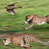 Los animales más rápidos de la tierra, en el agua y en el aire.