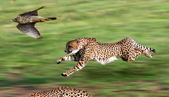 Los animales más rápidos de la tierra, en el agua y en el aire.
