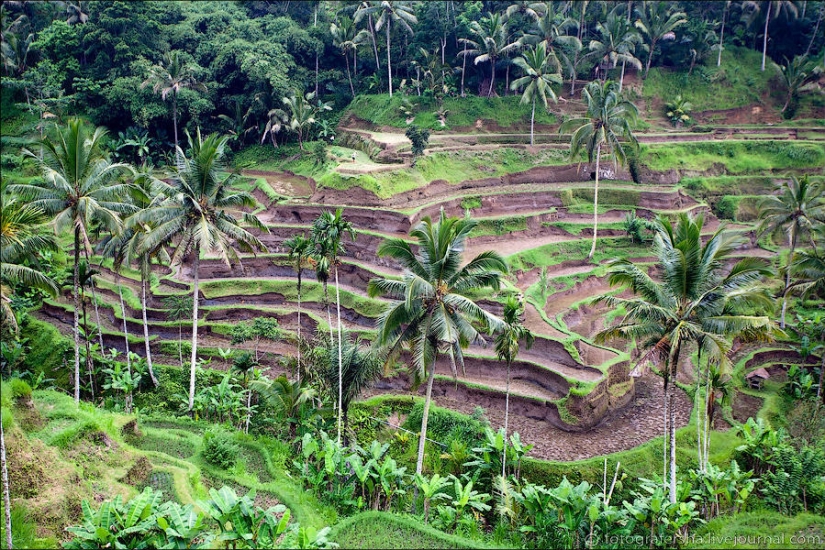 Los campos de arroz de bali
