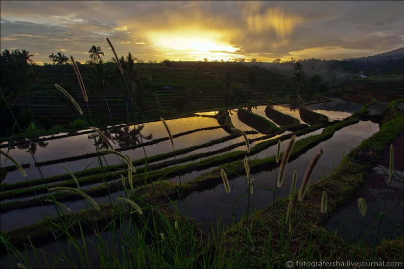 Los campos de arroz de bali