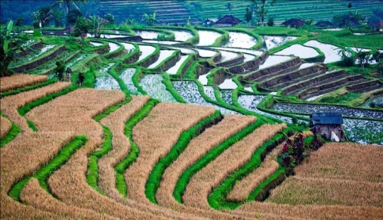 Los campos de arroz de bali