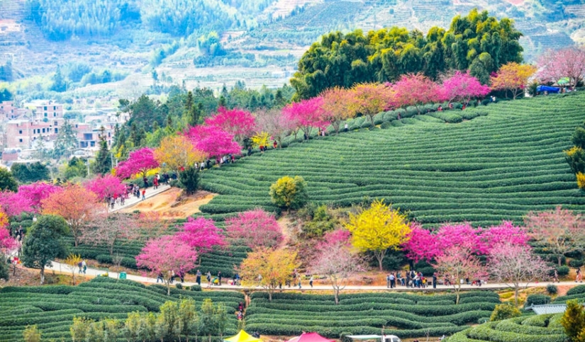 Los cerezos en flor han florecido en China, y es extrañamente hermoso