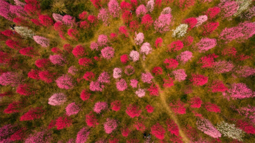 Los cerezos en flor han florecido en China, y es extrañamente hermoso