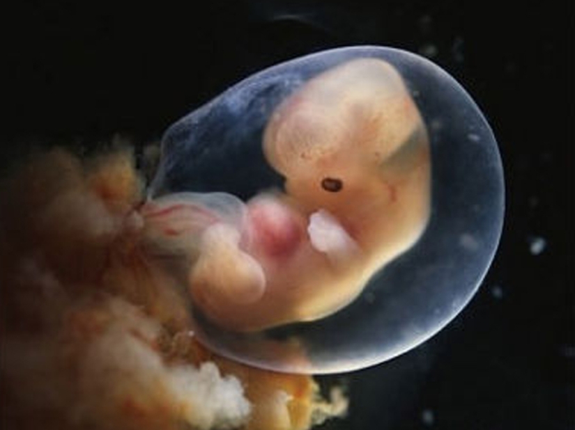 Los científicos han creado órganos reproductivos artificiales y hacen frente a sus funciones