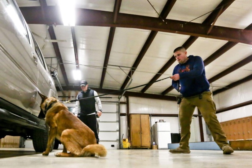 Los cuidadores de perros de Illinois amenazan con sacrificar a los perros de Servicio si legalizan la marihuana