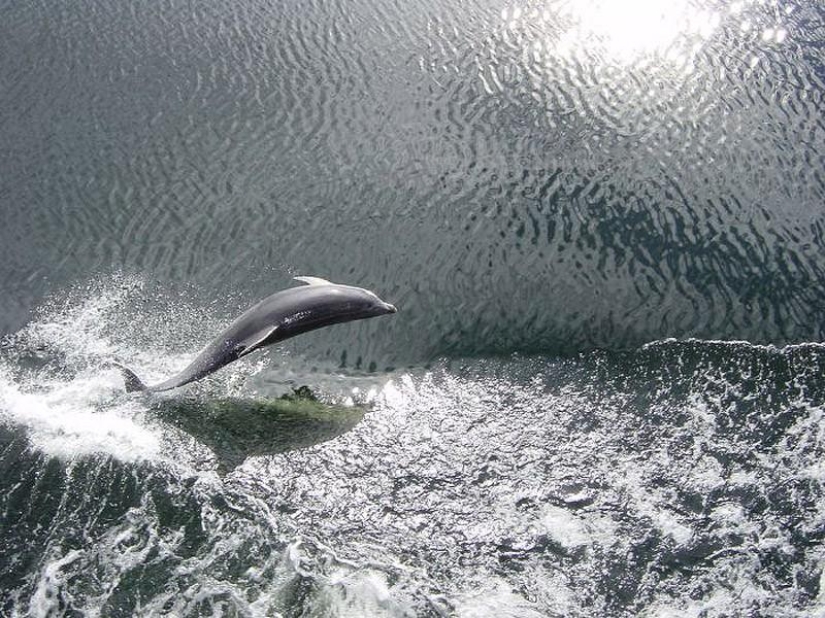 Los datos más sorprendentes sobre los delfines