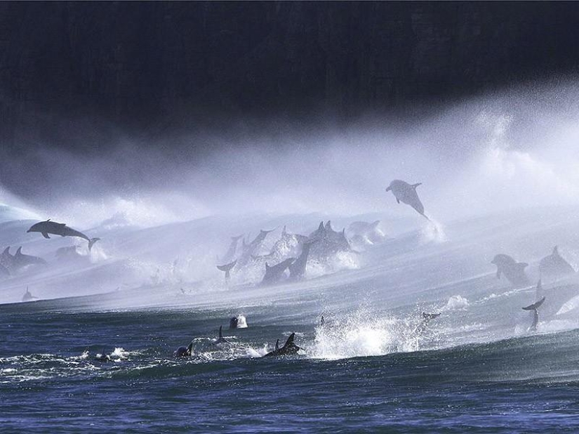Los datos más sorprendentes sobre los delfines