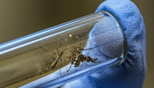Los estadounidenses liberarán 2 mil millones de mosquitos genéticamente modificados
