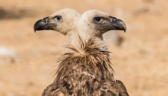 Los fotógrafos hacen mutantes accidentalmente de animales salvajes