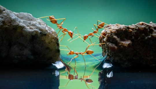 Los ganadores de los World Nature Photography Awards 2021 están aquí y las fotos son increíbles