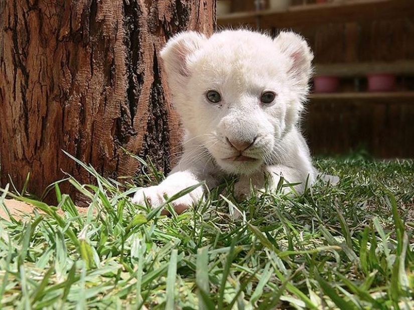 Los gatitos de gatos depredadores son mimimi