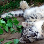 Los gatitos de gatos depredadores son mimimi