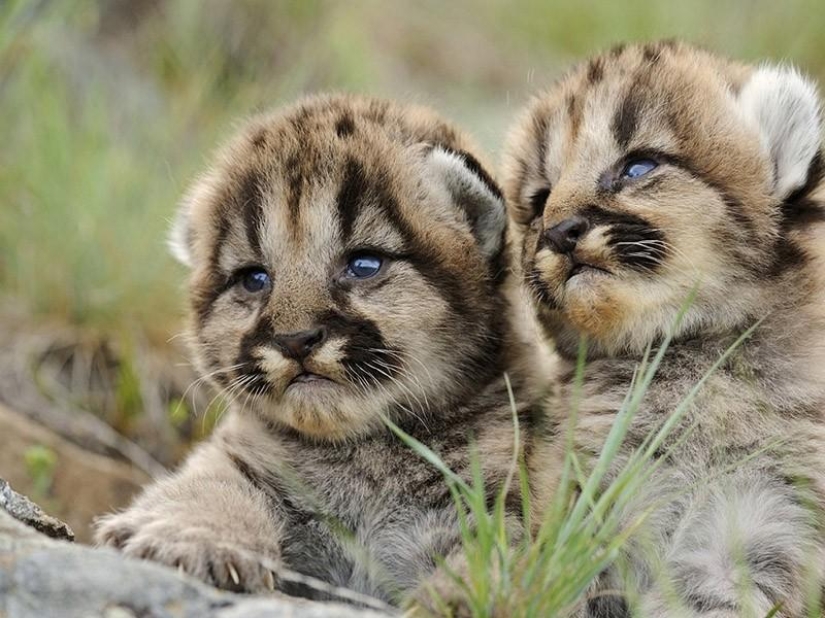 Los gatitos de gatos depredadores son mimimi