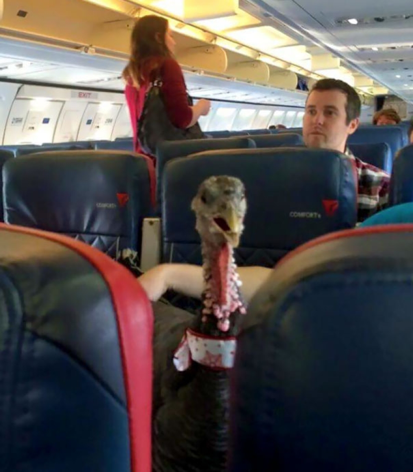 Los internautas compartieron fotos de vecinos extraños en aviones