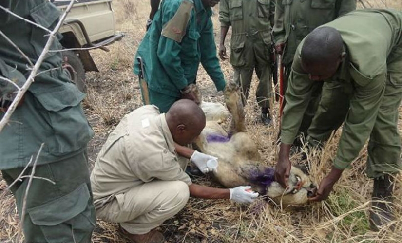 Los leones han estado alimentando a un pariente atrapado en una trampa durante tres años