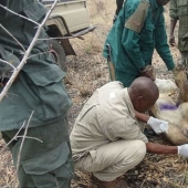 Los leones han estado alimentando a un pariente atrapado en una trampa durante tres años