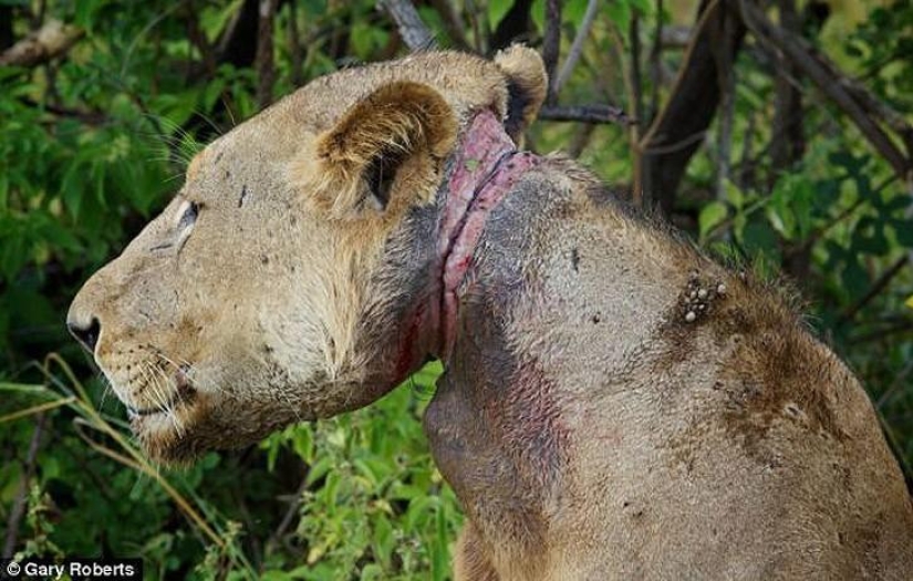 Los leones han estado alimentando a un pariente atrapado en una trampa durante tres años