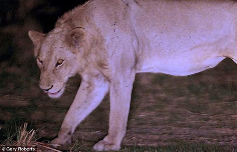 Los leones han estado alimentando a un pariente atrapado en una trampa durante tres años