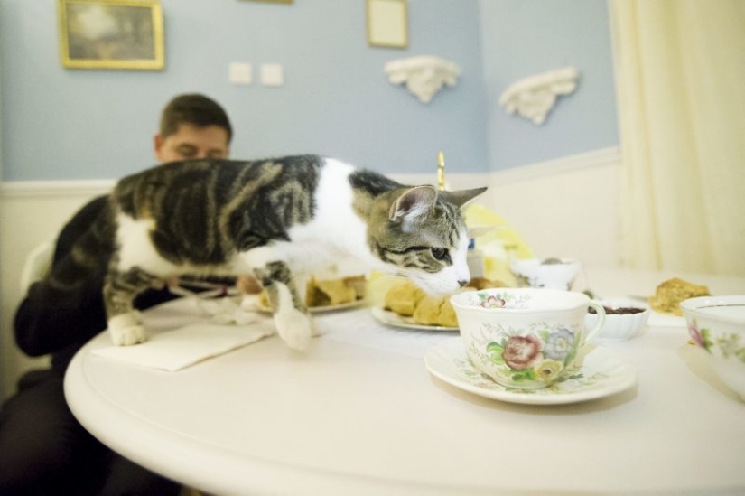 Los mejores cafés para gatos del mundo.