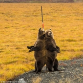 Los osos se frotan la espalda: los grizzlies encontraron el poste perfecto al costado de la carretera para arañar