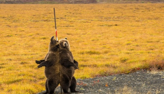 Los osos se frotan la espalda: los grizzlies encontraron el poste perfecto al costado de la carretera para arañar
