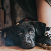 Los perros más fotogénicos: perros guía, empleados y solo amigos humanos