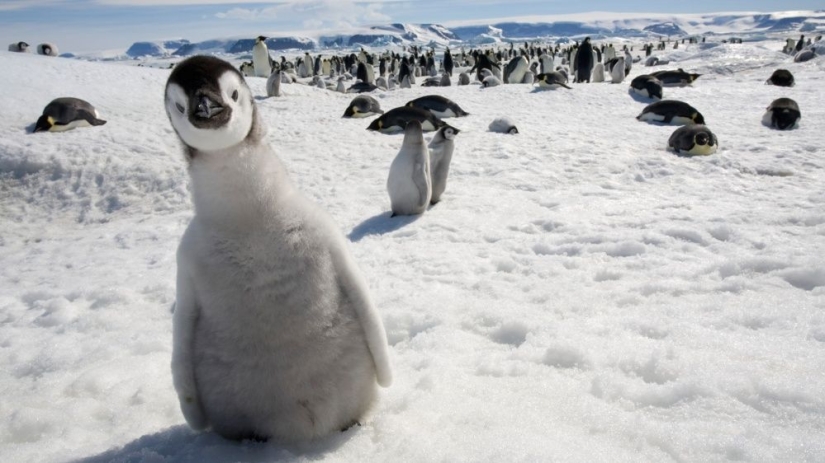 Los pingüinos son golondrinas que comieron después de las seis