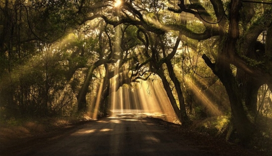 Los árboles más bellos del mundo