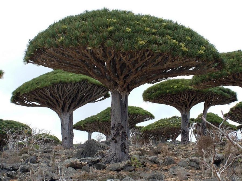 Los árboles más extraños del mundo