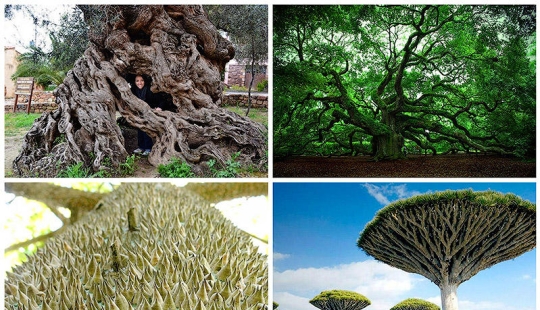 Los árboles más extraños del mundo