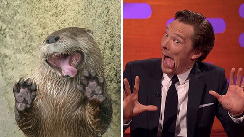 Los rumores se confirmaron: Benedict Cumberbatch es una nutria!