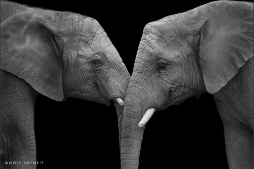 Love like an elephant
