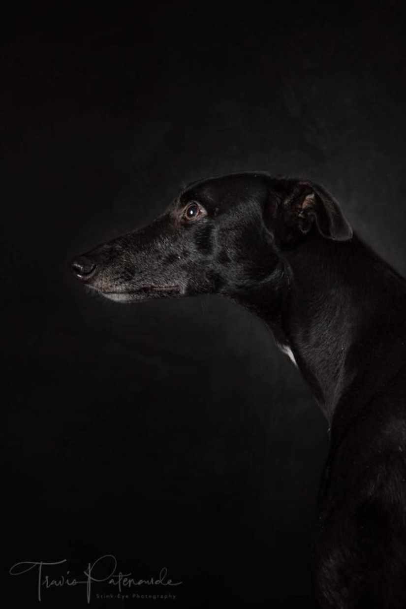 Lovely dog with a tragic fate: greyhounds of Galgo from Spain