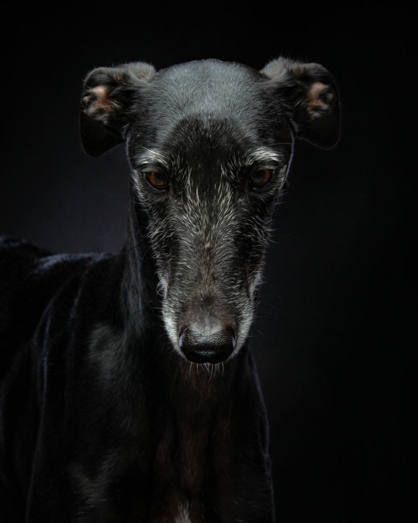 Lovely dog with a tragic fate: greyhounds of Galgo from Spain