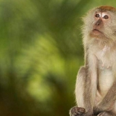 Macacos de Bali se masturban con piedras