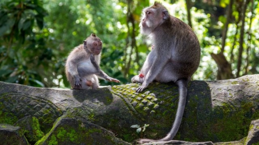 Macacos de Bali se masturban con piedras