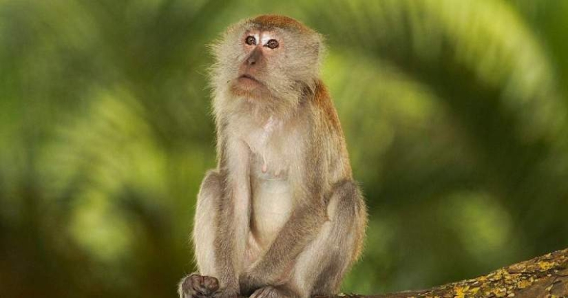 Macaques from Bali masturbate with stones