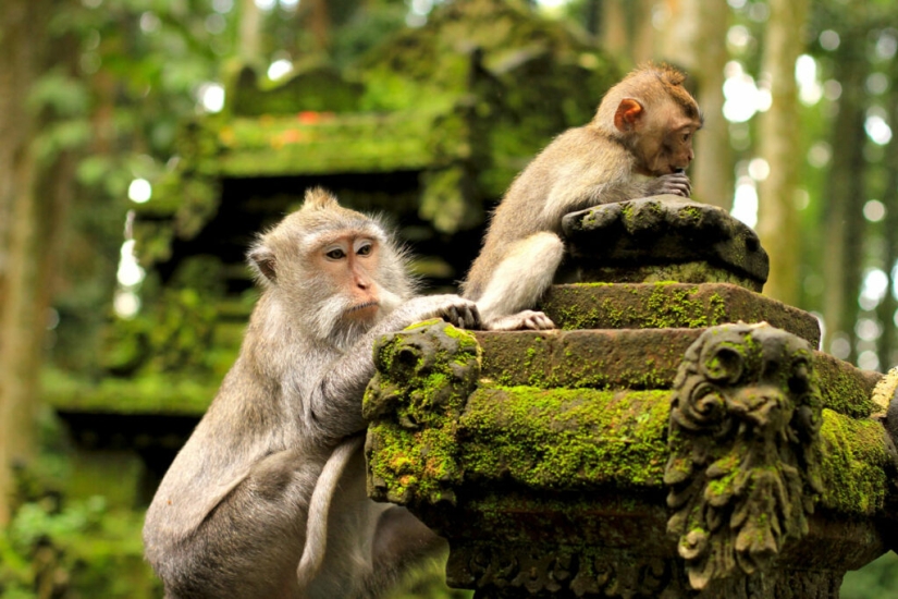 Macaques from Bali masturbate with stones