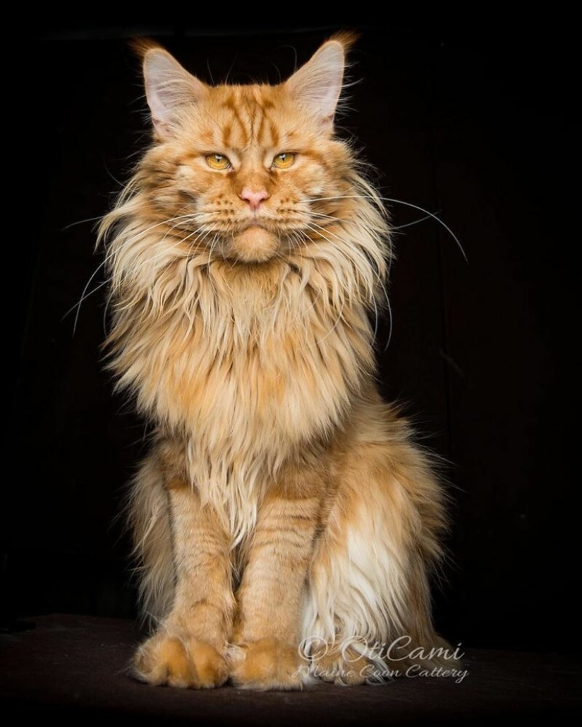 Magic beauty mankulov, the largest cats