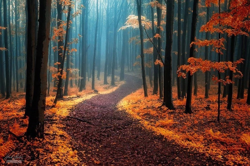 Magical paths leading straight into a fairy tale