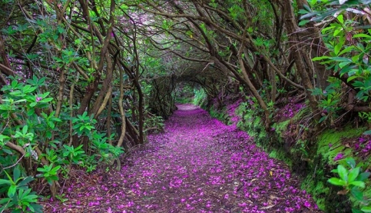 Magical paths leading straight into a fairy tale