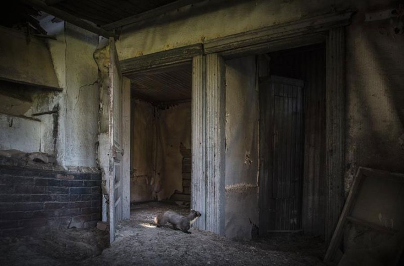 Magical photos of abandoned houses occupied by wild animals