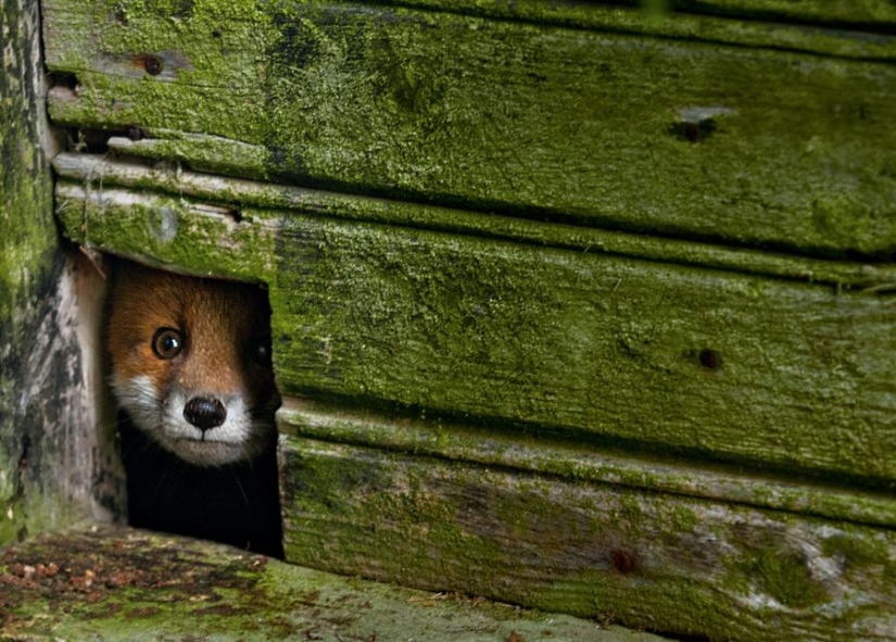 Magical photos of abandoned houses occupied by wild animals