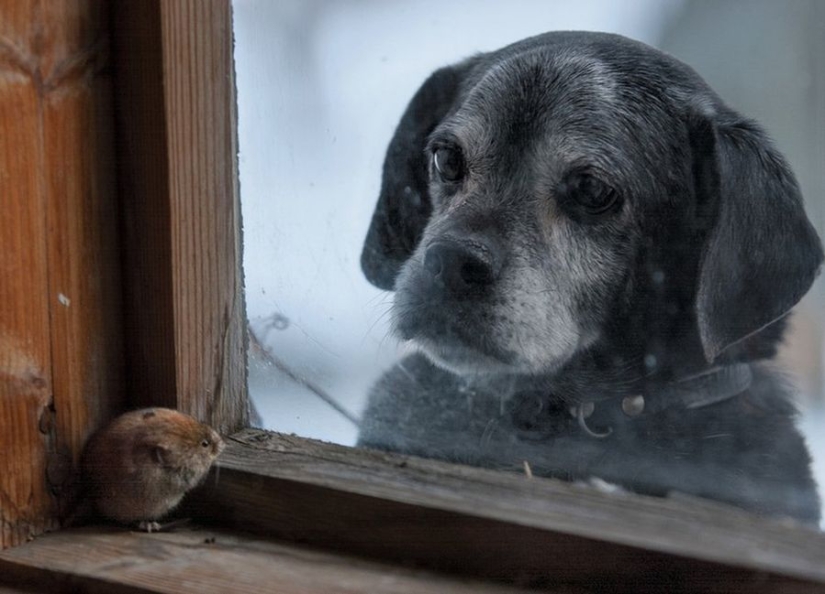 Magical photos of abandoned houses occupied by wild animals