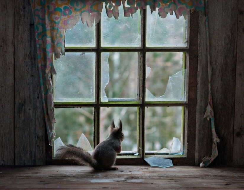 Magical photos of abandoned houses occupied by wild animals