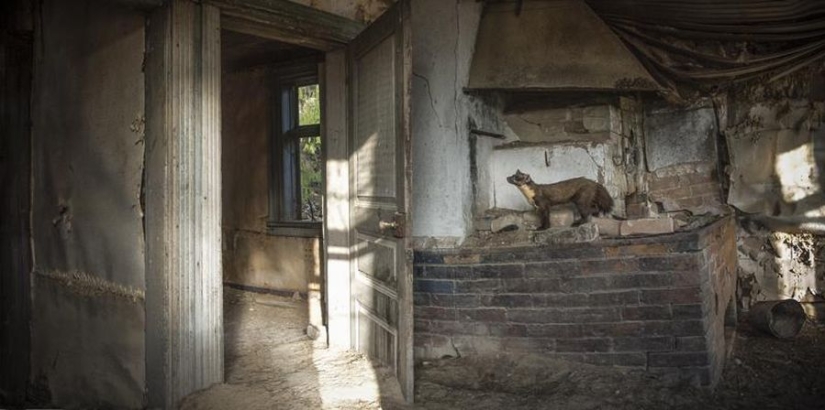 Magical photos of abandoned houses occupied by wild animals