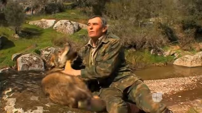 Man is a friend to the wolf: the Spaniard has lived with predators for 12 years and cannot get used to people for 50 years