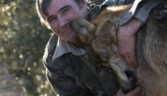 Man is a friend to the wolf: the Spaniard has lived with predators for 12 years and cannot get used to people for 50 years