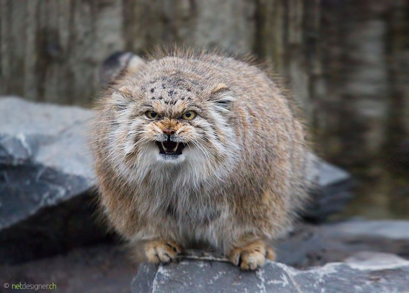 Manul is the most expressive cat in the world