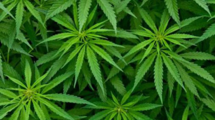 Marijuana use decriminalized in Georgia